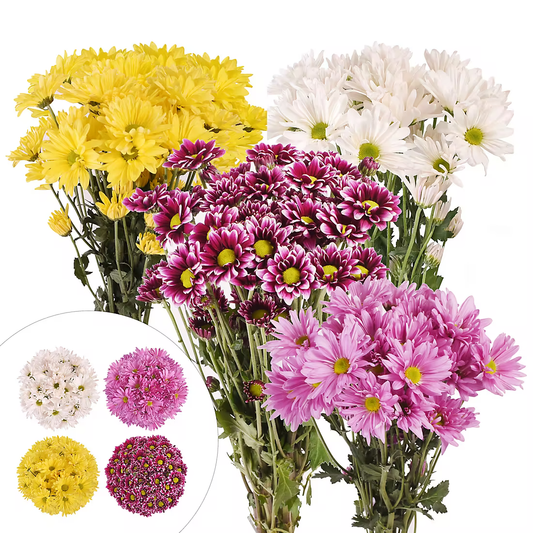 Daisies, 84 Stems - Assorted